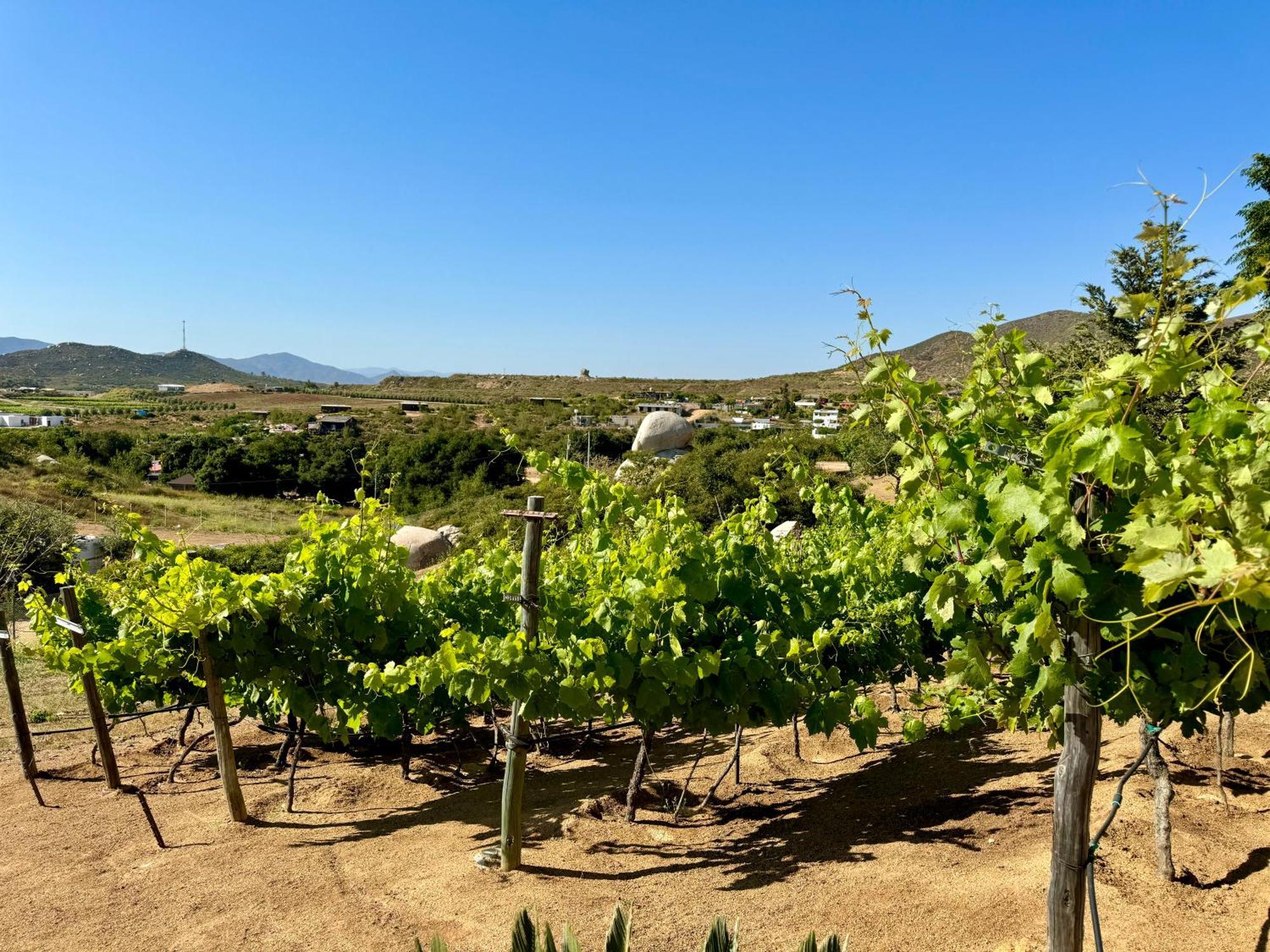 Cabanas Colibri Valle de Guadalupe Zewnętrze zdjęcie