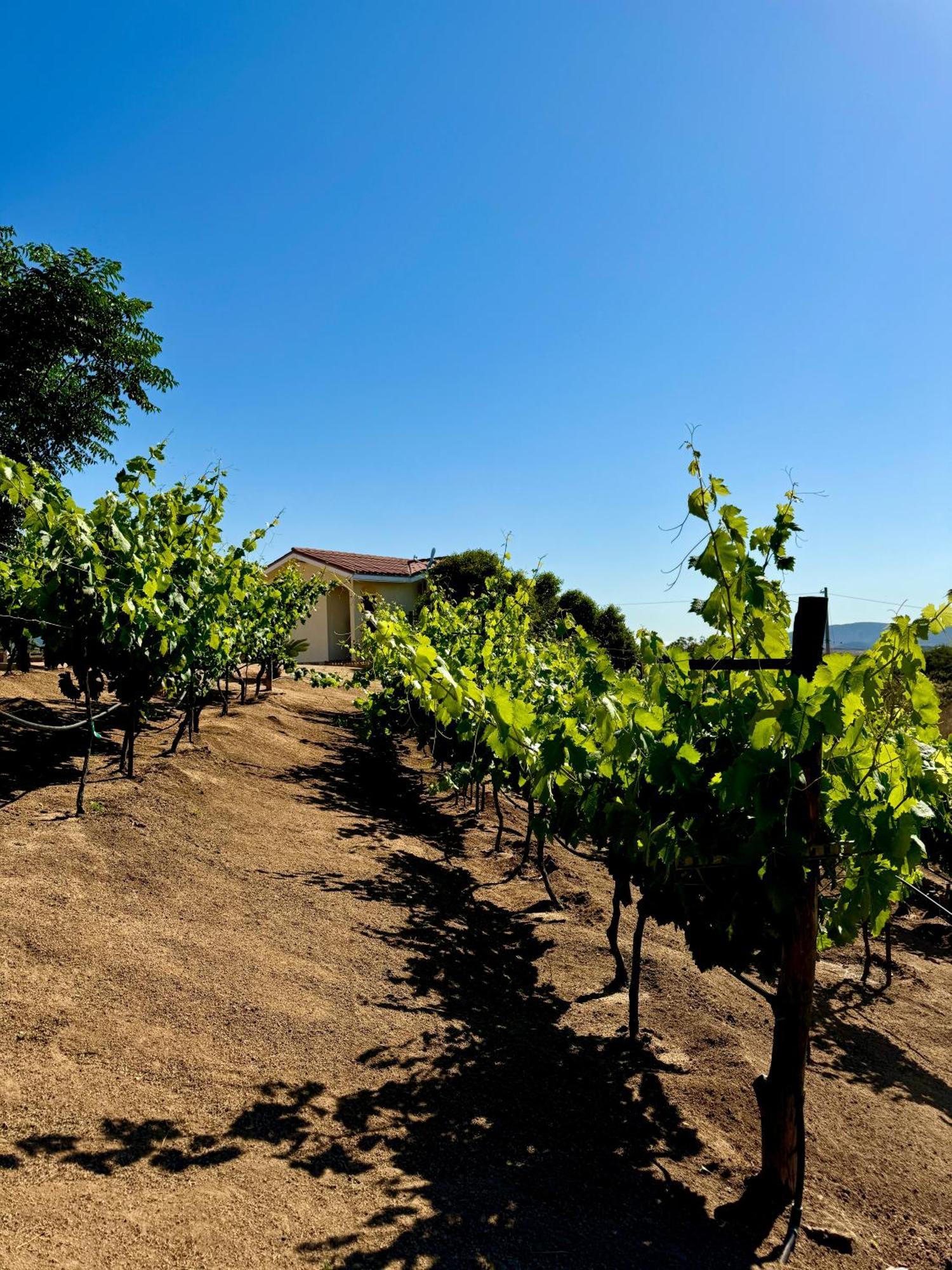 Cabanas Colibri Valle de Guadalupe Zewnętrze zdjęcie